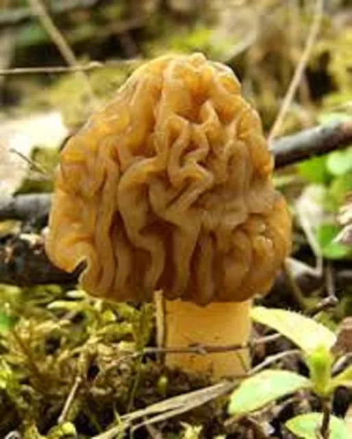 Bell Morel mushroom Verpa Conica Mycelium 10.000 + fresh seeds Spores $10