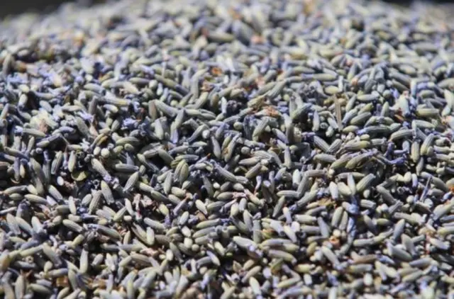 BULK-Lavender Flower Buds - 100% Pure Dried Fresh Grade A, Culinary, Grosso