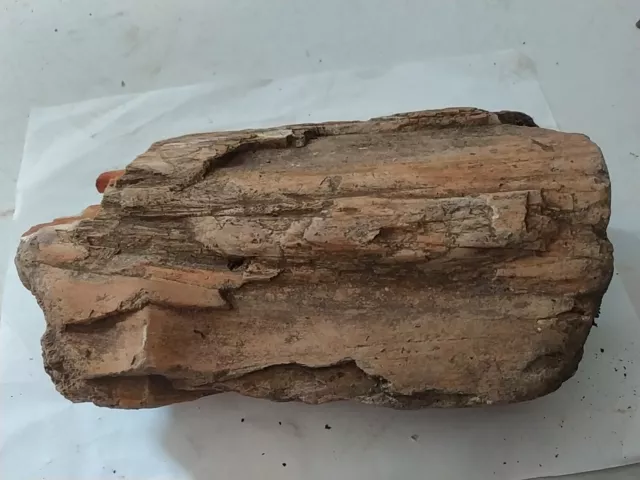 9" 5 lbs Petrified Wood Log  with crystal development, Originally from the USA!
