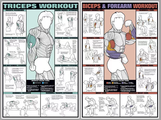 ARM WORKOUT FREE WEIGHTS EXERCISES WALL CHARTS Professional Fitness 2 POSTER Set