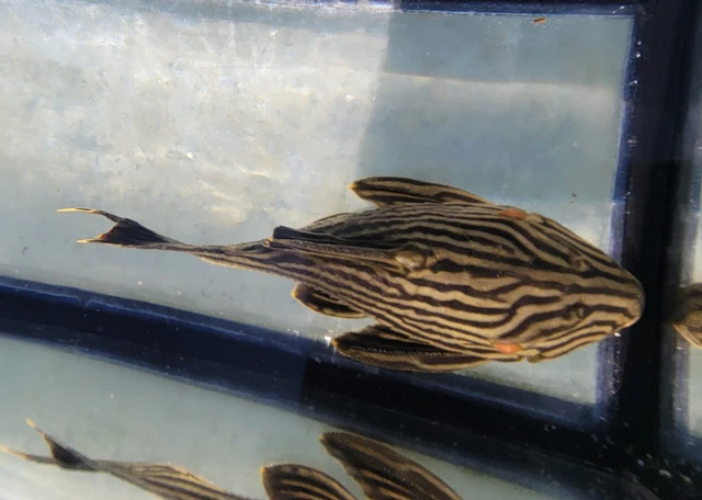 Royal Pleco- Medium L190