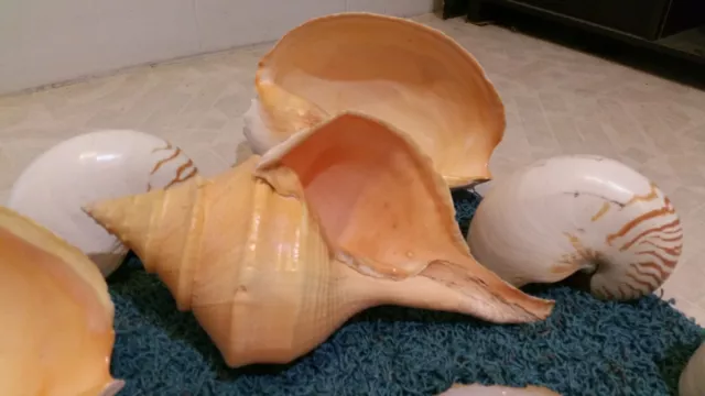 Australian Trumpet Syrinx Aruanus  XX Large  Seashell. 53 CM 2