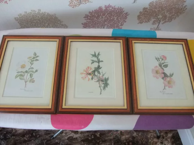 3 Vintage Floral water Colour Prints by (to follow) Framed, Antique reproduction