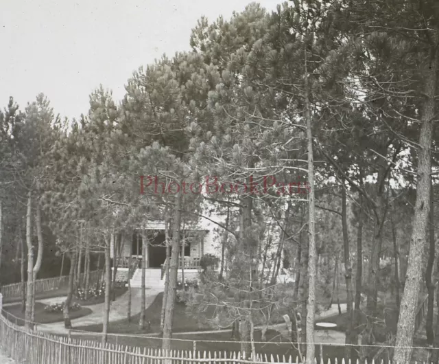 Maison Jardin Arbres Pin c1930 Photo Plaque de verre Stereo Vintage P29L11n18