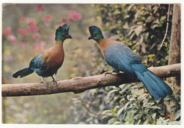 Postcard Birdland Zoo Gardens Bourton-on-the-Water. Purple-crowned Touraco