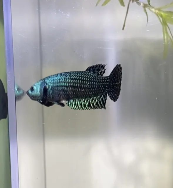 Live Betta Fish - GREEN Alien Betta Female - (exact fish)