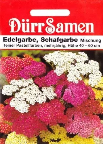 Schafgarbe Samen Muskatkraut Trockenblumensamen Staude Wiesenblumen Heilpflanze