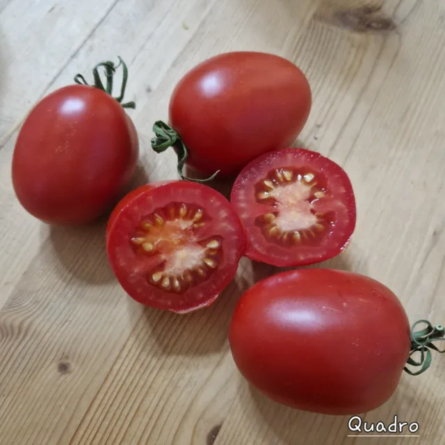 Tomate Quadro 10 Samen