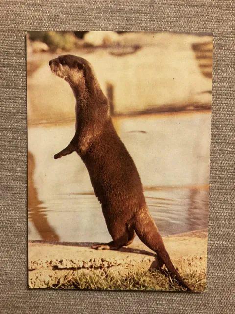 Vintage Postcard - Short-Clawed Otter - Marwell Zoological Park, Hampshire