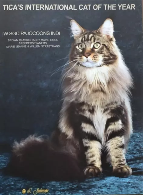 The International CAT Association  - 2010 TICA Yearbook