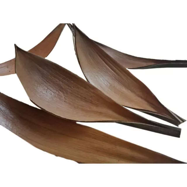 Kokosblatt Palm Blatt Natur 20-30cm 5 Stück Palmen Blatt Kokosschale Naturdeko