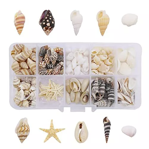 1 Box of 200pcs Starfish Sea Shells Conch Craft Spiral Seashells Cowries for ...