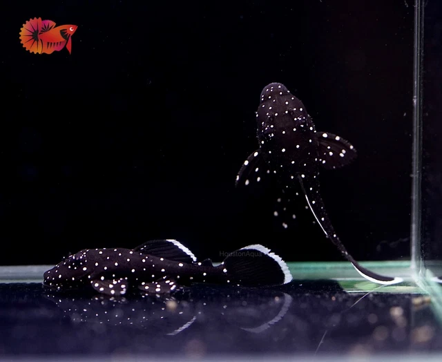 (1) L183 STARLIGHT BRISTLENOSE PLECO - Live Premium Pleco Grade A+ Size 1.2" 2