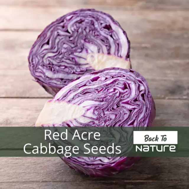 Red Acre Cabbage - Seeds - Organic - Non Gmo - Heirloom Seeds – Vegetable Seeds