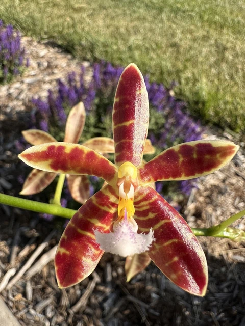 Orchid Phal Phalaenopsis Almanis (mannii × tetraspis). 2 Spikes. LAST. Actual Pl