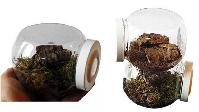 New Style Micro Housing Ideal for Tarantulas (slings) Spiders Etc