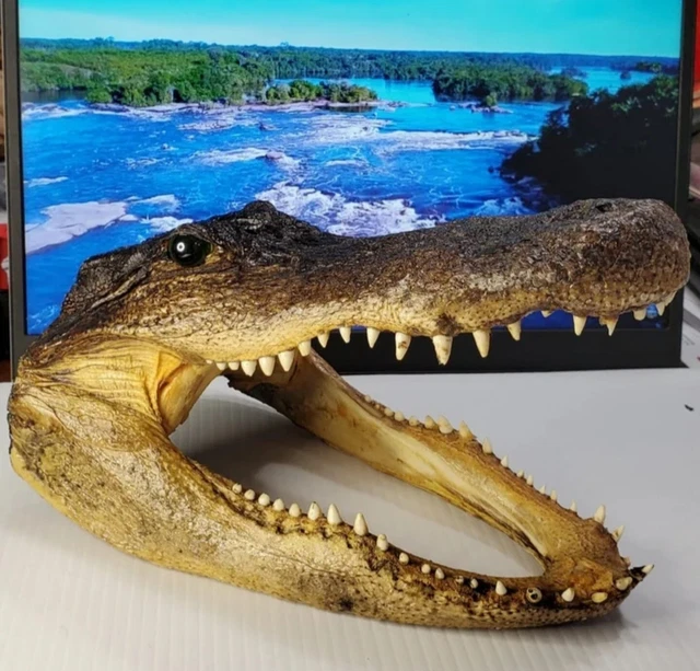 ALLIGATOR GATOR HEAD 6 " Genuine Real American Taxidermy Reptile $19.90