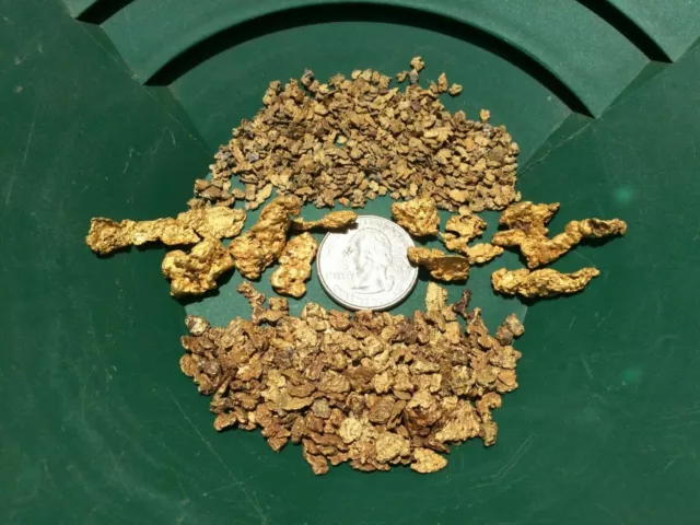 LOADED Gold paydirt concentrates - Panning Flakes Nuggets