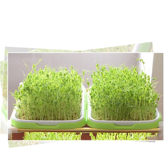 Lot De 12 Variétés De Micro-pousses – Graines à Germer Maison, Fraîches Et Nutritives - 11
