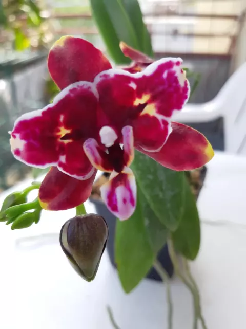 Phal. (Yaphon Perfume X Taida Noire) Es Fantastique Hybride En Moment En Fleurs