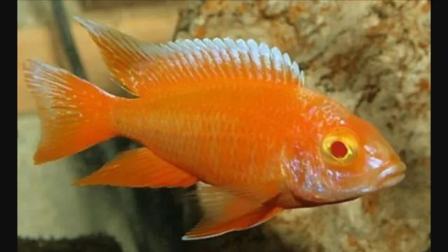 3pk Albino Peacock Cichlid Aulonocara sp. 3 Live Freshwater Fish African Cichlid