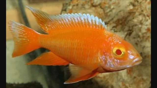 Albino Peacock Cichlid (Aulonocara sp.)- Live Freshwater Fish African Cichlid