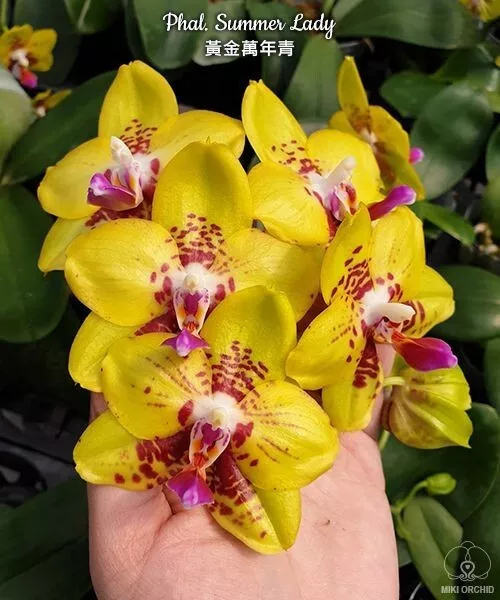 Orchid Orchidee Phalaenopsis Summer Lady (6Pr, B90)