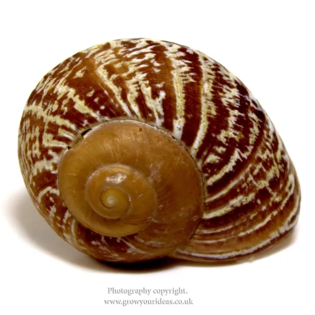 Landsnail Obba 5-6cm Beach SeaShell. For terrariums or florestry craft projects