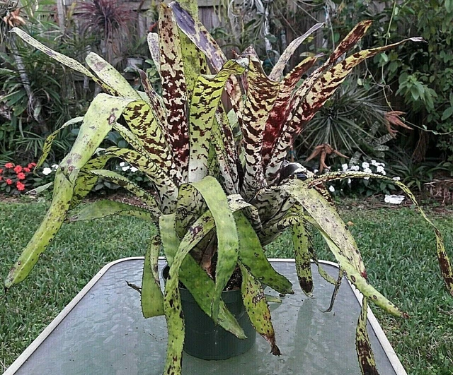 Aechmea Orlandiana Pickaninny 【公式通販】