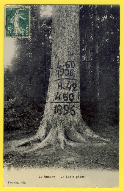 cpa 25 - FORÊT de LE RUSSEY (Doubs) Le SAPIN GÉANT circonférence 4,60 m en 1906