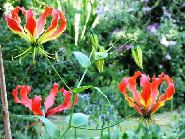 3 Gloriosa (Superba) Rothschildiana Flame (Climbing) Lily Red/Yellow Perennial 3