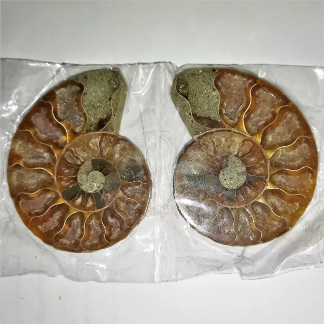 1a Cleoniceras Paar Poliert Ammonit Madagaskar Ammoniten 7cm Fossil Spirale Nr5