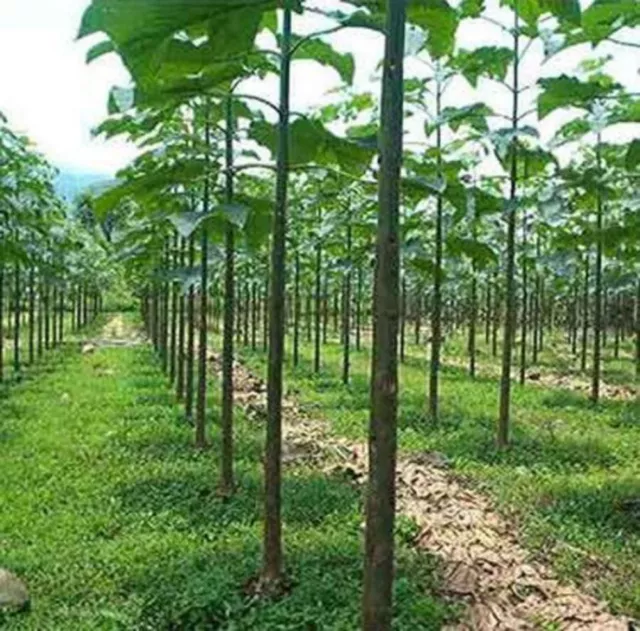 Paulownia Elongata (100 Seeds) Royal Empress Tree -  Fresh Seeds