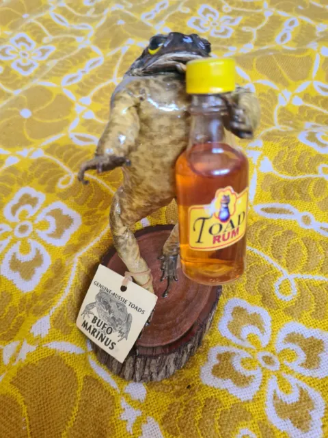 Toad Rum Taxidermy Toad