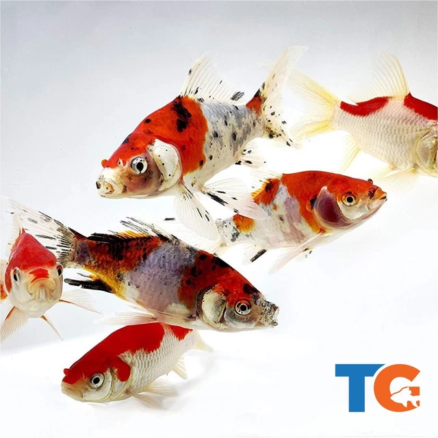 Toledo Goldfish Live Goldfish Pond Pack #2 (Includes Shubunkins & Sarasas)