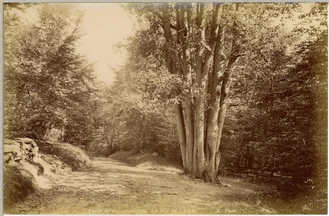 Tirage Original Papier Salé - Olympe Aguado, Forêt - Circa 1855 - 27,5x38cm
