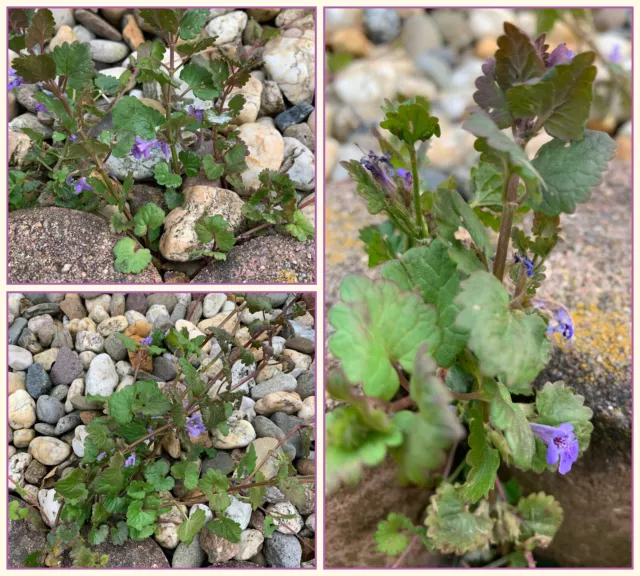 15 Triebe Gundermann Glechoma hederacea Bio eigene Anzucht Gewürz Heilpflanze