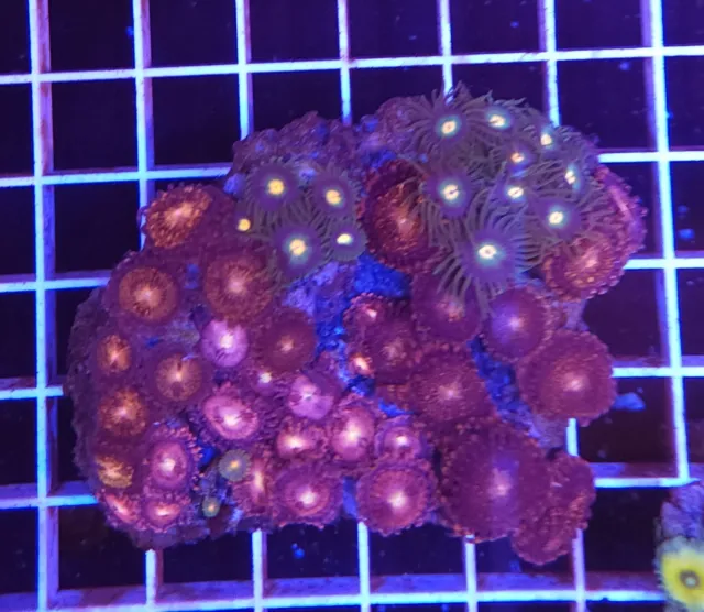Live Coral Frag MD Mixed Zoanthid Polyp Colony Rock WYSIWYG 3"-3.5"