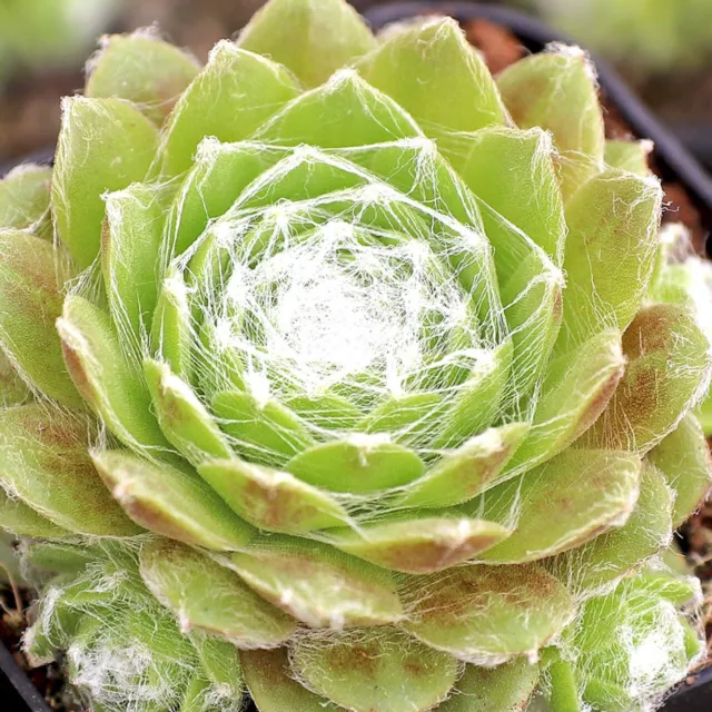 Sempervivum  "Lemon Spray" ( Amazing Plant !!!!!! ) 3 Plants