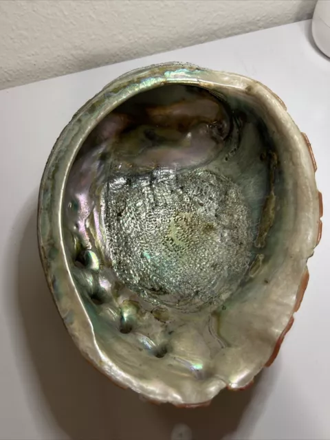 Large Natural Abalone Sea Shell Iridescent Mother Of Pearl Beach House Decor 9X7