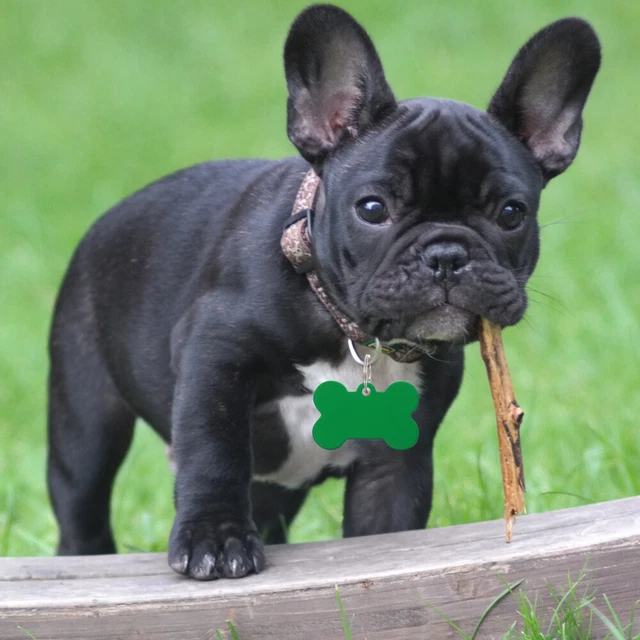 20 piezas de collares para perros razas grandes marcas de perros mascotas placas de identificación