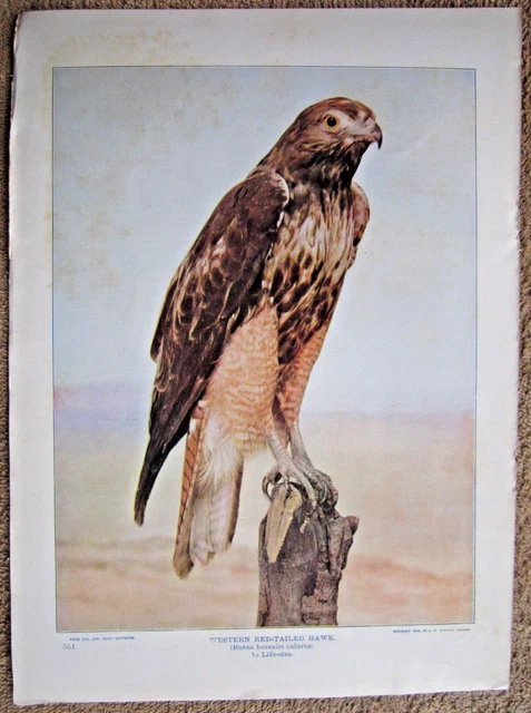 1903 Antique Western Red-Tailed Hawk Bird Lithograph Print