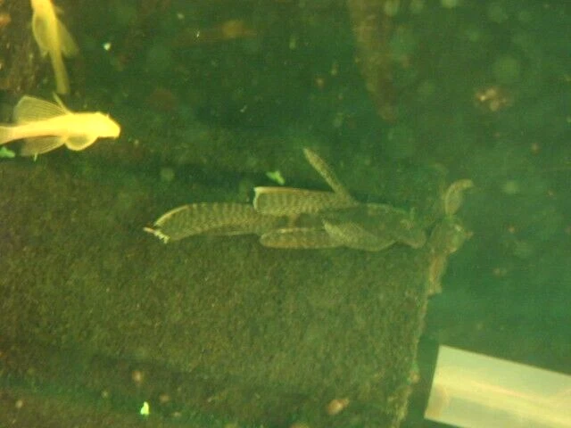 3  Longfin Bristlenose Pleco 2 to 3 Inch   Live Fish