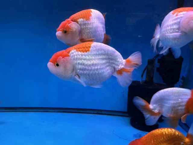 Large Ranchu Red White 5.5-6" FREE TWODAY SHIPPING