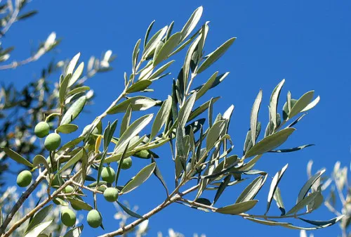 10 Samen Russische Olive (Elaeagnus angustifolia), schmackhafte Früchte, Bonsai