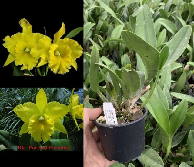 RON Cattleya Orchid Rlc Ports of Paradise 'Green Ching Hua' FLOWERING SIZE CLONE