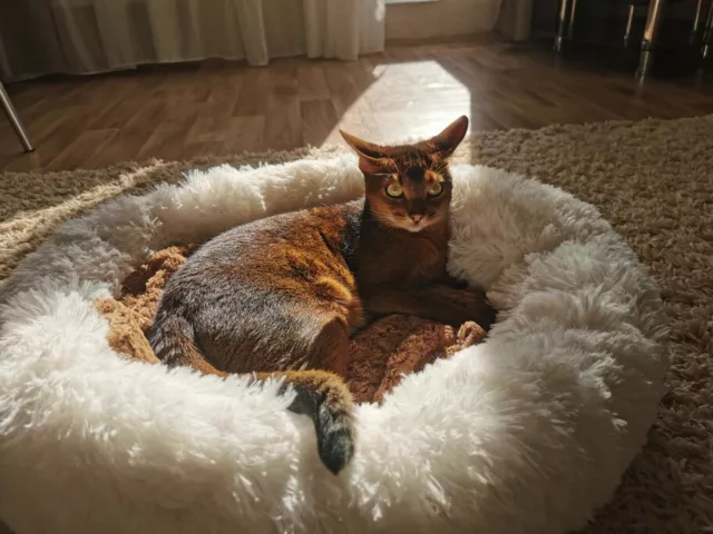 Super pets plush warm soft round house bed cat dog nest sleeping pet sofa NEW
