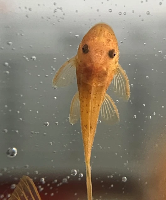 SUPER RED Bristlenose Pleco Plecostomus 1.5 inch+ (4 Pack) -2 BLOODLINES! LIVE! 3