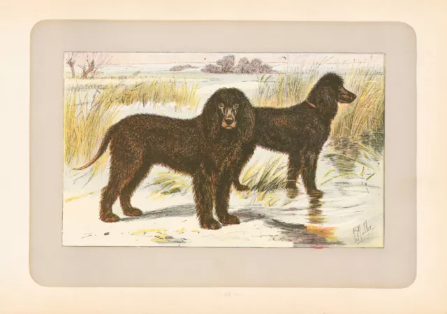 1907 Chromolithograph by Paul Mahler "Irish Water Spaniel"