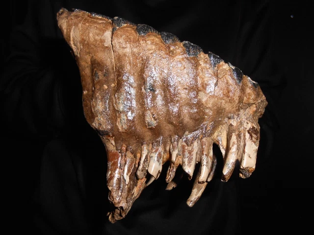beautiful Fossil Tooth of a Woolly Mammoth！ with great ROOTS preserved！13